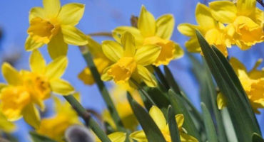 Kdy přesadit narcisy na jiné místo, na jaře nebo na podzim